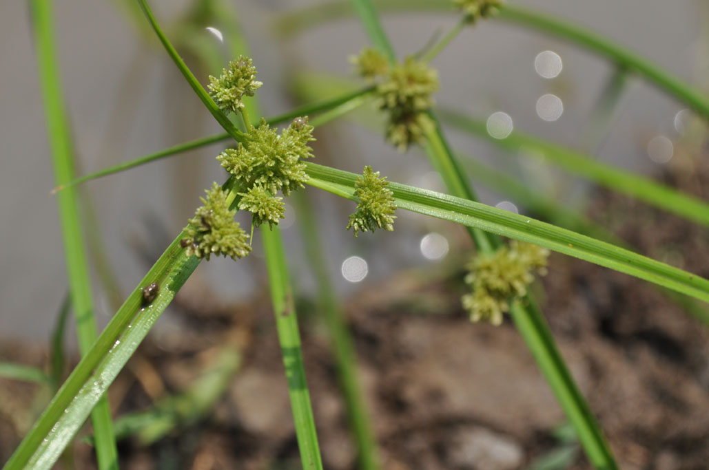 Cyperus difformis